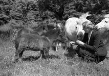 834866 Afbeelding van een dame (vermoedelijk Amalie Gräfin Wolff Metternich von Schall-Riaucour) bij de pony's en ...